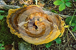 ArtistÃ¢â¬â¢s Conk Ã¢â¬â Ganoderma applanatum photo